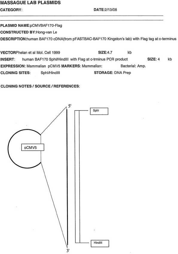pCMV BAF170-Flag质粒图谱